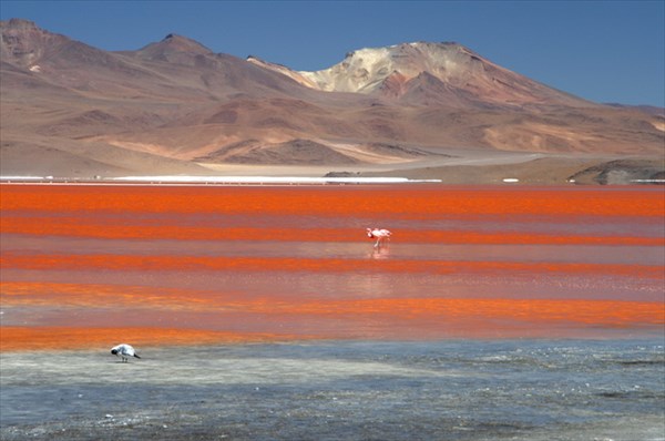 Лагуна Колорадо, Боливия